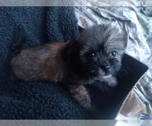 Shih Tzu-Xoloitzcuintli (Mexican Hairless) Mix Puppy for sale in COLVILLE, WA, USA