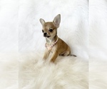 Small #3 Chihuahua