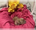 Small Photo #2 Golden Retriever Puppy For Sale in LEBANON, MO, USA