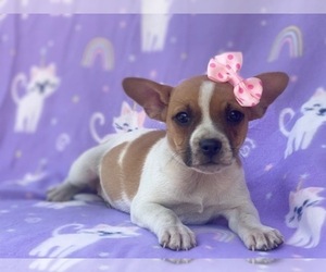 French Bulldog-Jack Russell Terrier Mix Puppy for sale in LAKELAND, FL, USA