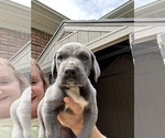 Small #7 Great Dane