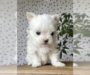 Maltese Puppy for sale in MIAMI, FL, USA
