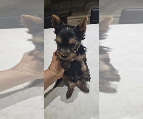 Medium Photo #1 Yorkshire Terrier Puppy For Sale in LOXAHATCHEE, FL, USA