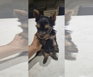 Yorkshire Terrier Puppy for sale in LOXAHATCHEE, FL, USA