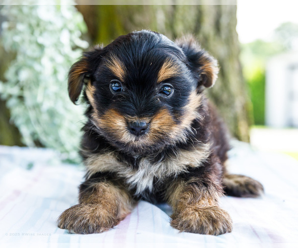 Medium Photo #15 Yoranian Puppy For Sale in WAKARUSA, IN, USA
