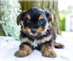 Puppy 3 Yoranian