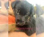 Puppy Magenta Female German Shepherd Dog
