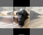 Small #1 Labrador Retriever Mix