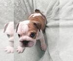 Small Photo #8 English Bulldog Puppy For Sale in NORFOLK, VA, USA