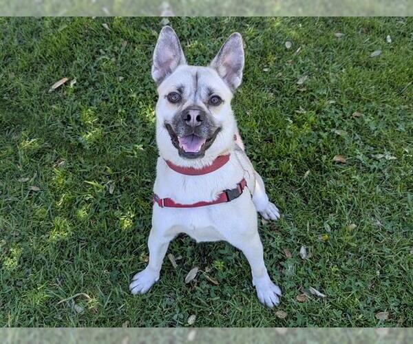 Medium Photo #2 Pug-Siberian Husky Mix Puppy For Sale in San Clemente, CA, USA