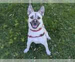 Small #1 Pug-Siberian Husky Mix