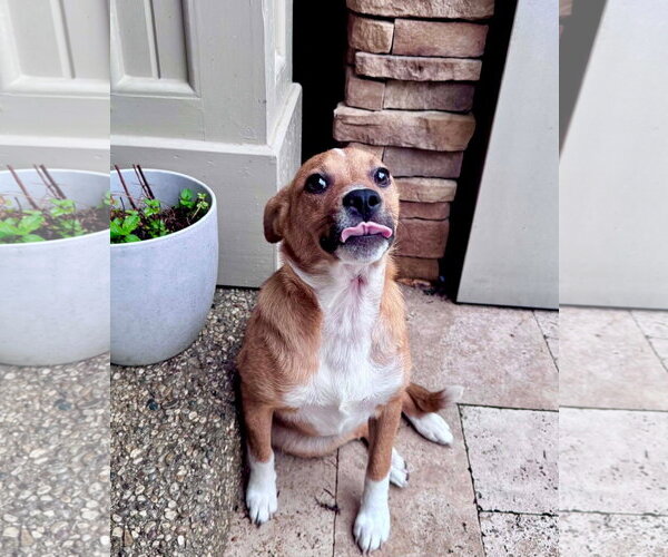 Medium Photo #2 Mutt Puppy For Sale in Germantown, OH, USA