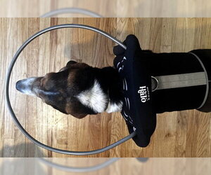 TOBIAS - Male Basset Hound Dog for Adoption - Photo #4