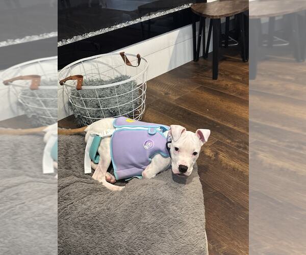 Medium Photo #6 American Pit Bull Terrier-Unknown Mix Puppy For Sale in Catasauqua, PA, USA