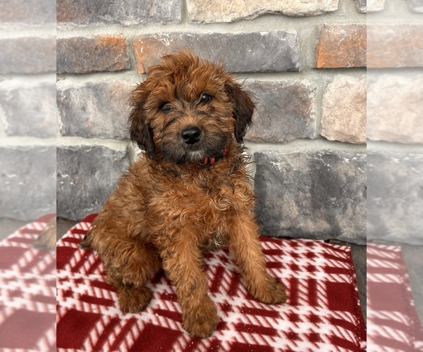 Medium Photo #1 Whoodle (Miniature) Puppy For Sale in MIDDLEBURY, IN, USA