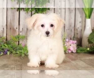 Maltipoo Puppy for sale in MOUNT VERNON, OH, USA