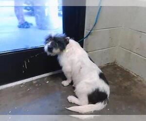 Mutt Dogs for adoption in Tulsa, OK, USA