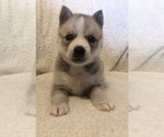 Small Photo #4 Pomsky Puppy For Sale in HOWLAND, OH, USA