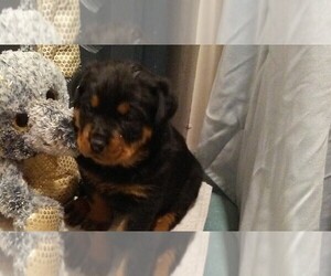 Medium Rottweiler