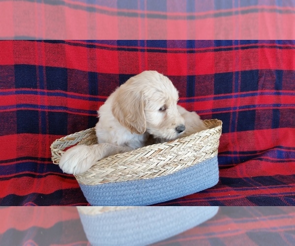 Medium Photo #4 Goldendoodle Puppy For Sale in WOOSTER, OH, USA