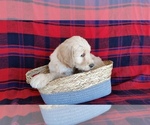 Small Photo #4 Goldendoodle Puppy For Sale in WOOSTER, OH, USA