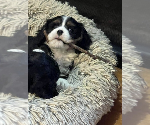 Medium Photo #1 Cavalier King Charles Spaniel Puppy For Sale in CANTERBURY, NH, USA