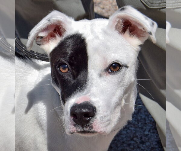 Medium Photo #1 American Staffordshire Terrier-Boxer Mix Puppy For Sale in Huntley, IL, USA