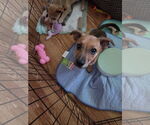 Small #1 Jack Russell Terrier-Papillon Mix