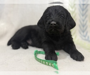 Labradoodle Puppy for sale in PRESCOTT VALLEY, AZ, USA