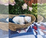 Small #6 Dalmatian