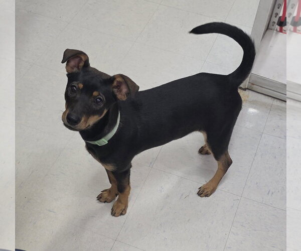 Medium Photo #2 German Shepherd Dog-Miniature Pinscher Mix Puppy For Sale in Lexington Park, MD, USA