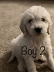 Small Photo #83 Goldendoodle Puppy For Sale in VACAVILLE, CA, USA