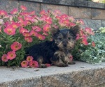 Small #2 Yorkshire Terrier