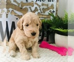 Small Photo #3 Goldendoodle-Poodle (Toy) Mix Puppy For Sale in HERRIMAN, UT, USA