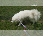 Small #15 Great Pyrenees Mix