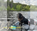 Small #7 Belgian Sheepdog-Great Pyrenees Mix