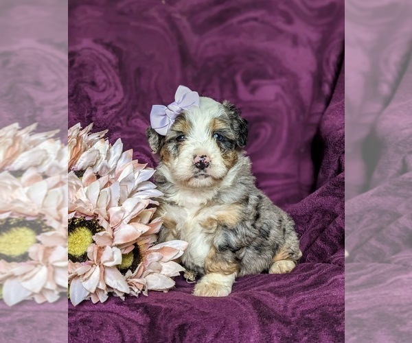 Medium Photo #1 Bernedoodle (Miniature) Puppy For Sale in COCHRANVILLE, PA, USA