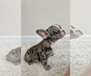 French Bulldog Puppy for sale in CHARLESTON, SC, USA