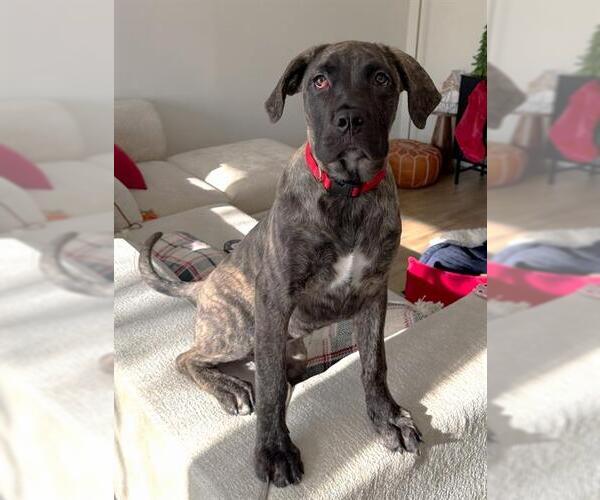 Medium Photo #1 American Bulldog-Unknown Mix Puppy For Sale in Toronto, Ontario, Canada