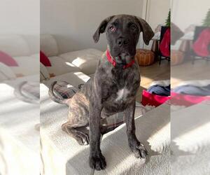 American Bulldog-Unknown Mix Dogs for adoption in Toronto, Ontario, Canada