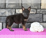 Small #3 German Shepherd Dog