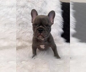 French Bulldog Puppy for sale in NEWNAN, GA, USA