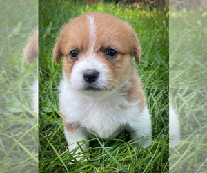 Shorgi Puppy for sale in FAIRBANK, IA, USA