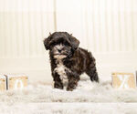 Small Photo #3 Poodle (Toy)-Zuchon Mix Puppy For Sale in WARSAW, IN, USA