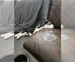 Small #1 Australian Shepherd Mix