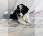 Pepper - Female Bernedoodle (Miniature) Puppy for Sale - Photo #13