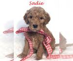 Small #44 Goldendoodle