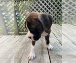 Small Photo #6 Boxer Puppy For Sale in HUMBOLDT, TN, USA