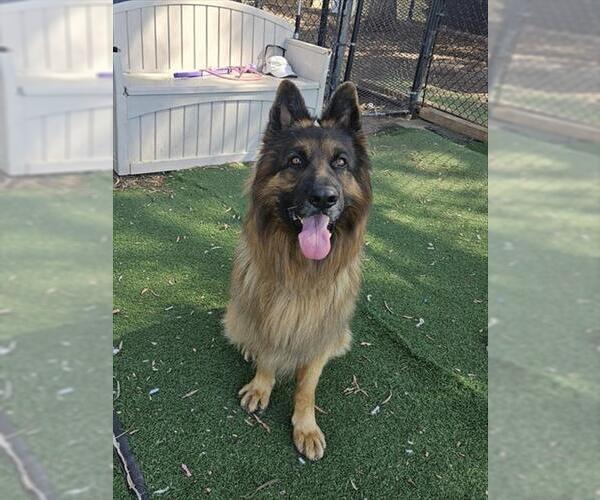 Medium Photo #1 German Shepherd Dog Puppy For Sale in Fremont, CA, USA