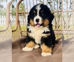 Small Photo #3 Bernese Mountain Dog Puppy For Sale in OCALA, FL, USA
